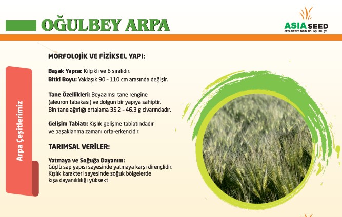 Oğulbey Arpa