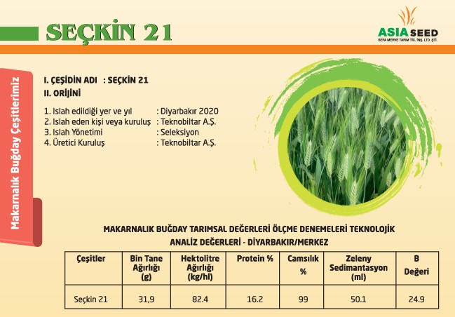 Seçkin 21 Makarnalık Buğday