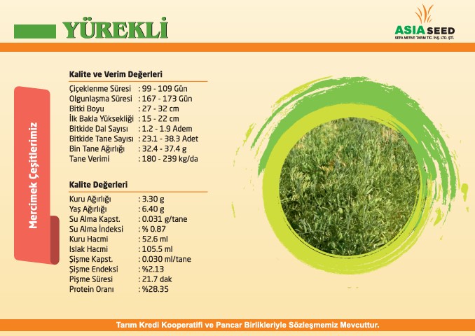 Yürekli Mercimek